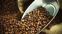 Xuất khẩu cà phê của Uganda trong tháng 3 giảm 21%