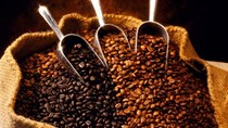 Ngành điều, cà phê hướng đến chế biến sâu, xuất khẩu bền vững