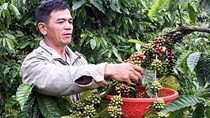 Tín hiệu vui từ ngành cà phê Việt Nam 