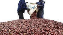 Đắk Lắk tăng sản lượng cà phê chế biến sâu
