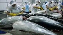 Đề nghị gỡ khó cho cá ngừ Việt xuất khẩu sang Nhật