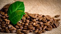 Giá cà phê trong nước ngày 25/1: Lấy lại mốc 37.100 đồng/kg