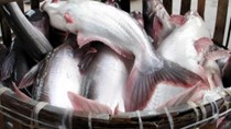 Quyết định của TTCP về quy định đối tượng thủy sản nuôi chủ lực