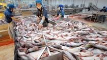 Quy định của BCT về mức tiêu hao năng lượng trong ngành công nghiệp chế biến thủy sản