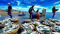 Chính phủ ban hành Nghị định về Luật Thủy sản