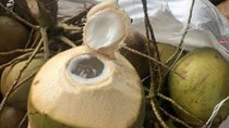 Kiếm bạc triệu nhờ bán nước dừa giải khát trong ngày nắng nóng