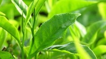 Xuất khẩu chè sang Ấn Độ tăng khá về lượng và trị giá trong 7 tháng/2019