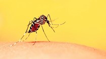 Bộ Y tế hướng dẫn chẩn đoán, điều trị sốt xuất huyết Dengue
