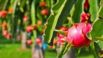 Giá thanh long dịp Tết ở mức thấp, dao động từ 10 - 12 ngàn đồng/kg