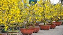 Thị trường hoa Tết miền Nam đã sẵn sàng