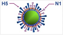 Thủ tướng ban hành công văn phòng, chống dịch cúm A (H5N1) trên gia cầm và ở người