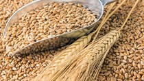 Nhập khẩu lúa mì từ Mỹ tăng đột biến trong hai tháng đầu năm 2020