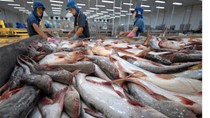 Gặp khó giữa dịch COVID-19, xuất khẩu cá tra tìm cơ hội tại thị trường mới