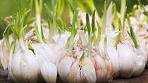 TT nông sản ngày 13/5: Giá tỏi ở Mỹ tăng mạnh do nguồn cung bị gián đoạn