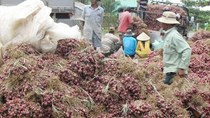 Tin rất vui đến với hành tím Vĩnh Châu