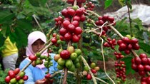 Các nhà sản xuất cà phê ở Indonesia kêu gọi hỗ trợ dưới tác động của COVID-19 