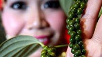 Sản lượng tiêu Malaysia trong năm nay thấp hơn dự kiến
