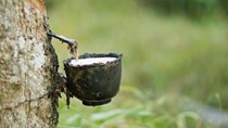Thị trường cao su thế giới hồi phục chậm lại