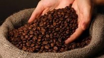  ICO: Chỉ số giá cà phê ICO tháng 10 giảm trở lại