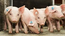 Trung Quốc: Giá lợn giảm, nguồn cung tăng cao