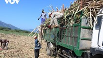 Trồng mía không hiệu quả, nông dân Khánh Hòa loay hoay chuyển đổi cây trồng mới 