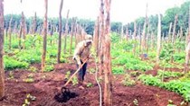 Hồ tiêu Gia Lai nhích giá, nông dân bắt đầu trồng trở lại