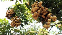 Mở rộng cơ hội xuất khẩu cho trái nhãn Việt Nam