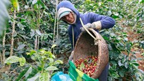 6 công ty tiên phong trong phát triển bền vững ngành cà phê
