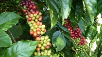 Dùng đường sắt để gỡ khó cho xuất khẩu cà phê?