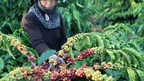 Việt Nam hợp tác mở rộng thị trường xuất khẩu nông sản thực phẩm