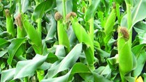 Tổng hợp diễn biến thị trường kết thúc phiên giao dịch ngày 26/10/2021