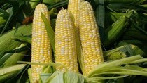 Tổng hợp diễn biến thị trường tuần đến ngày 29/10/2021