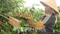 Năm 2021, các tỉnh Tây Nguyên tái canh, cải tạo được gần 14.900 ha cà phê