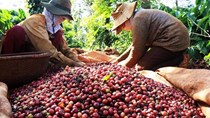 Xuất khẩu cà phê hướng tới mục tiêu 3 tỷ USD