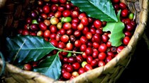 ICO: Giá cà phê chạm đỉnh 10 năm