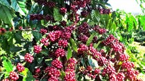 Giải pháp nâng cao chất lượng xuất khẩu cà phê Việt