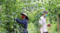 Liên kết cùng doanh nghiệp đưa nông sản Việt ra thế giới