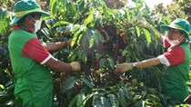 Hạt nhân trong chuỗi liên kết phát triển cà phê bền vững VnSAT
