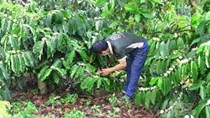 VnSAT hỗ trợ hợp tác xã sản xuất cà phê sạch
