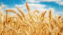 Tin phân tích chuyên sâu của MXV ngày 22/7/2022: Xuất khẩu nông sản ở Ukraine sẽ được nối lại? 