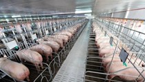 Đan Mạch hợp tác cùng Việt Nam xây dựng chuỗi giá trị thịt lợn