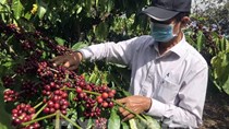 Chủ động thu hoạch cà phê thích ứng với tình hình thiên tai