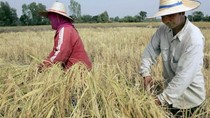 Thúc đẩy hợp tác lương thực và nông lâm nghiệp ASEAN+3