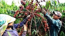 Đắk Lắk ghi nhận sản lượng cà phê xuất khẩu cao nhất từ trước đến nay