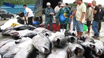 Xuất khẩu cá ngừ 'đuối sức' vào cuối năm 2022