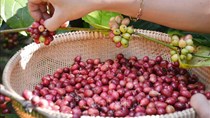Nâng tầm giá trị cà phê Việt - Bài cuối: Tập trung chế biến sâu, chất lượng cao