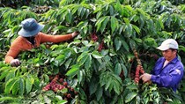 EU cấm nhập khẩu hàng hóa gây mất rừng: Những nông sản nào của Việt Nam sẽ chịu tác động?