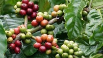 Xuất khẩu cà phê có thể giảm 50% trong 3 tháng còn lại của niên vụ