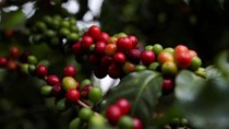 Sản lượng cà phê Indonesia dự báo giảm mạnh