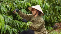 Việt Nam là một trong những nhà cung cấp cà phê hàng đầu cho Nestlé